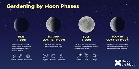 Plant and sow in the garden according to the lunar .